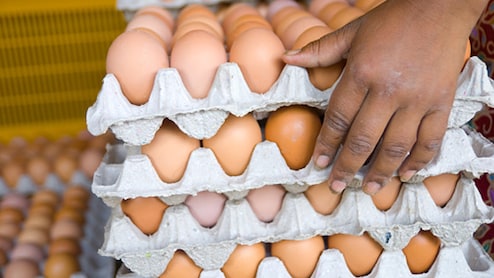 Row Over Omelettes, Boiled Eggs In Vegetarian Canteen Of Ahmedabad College