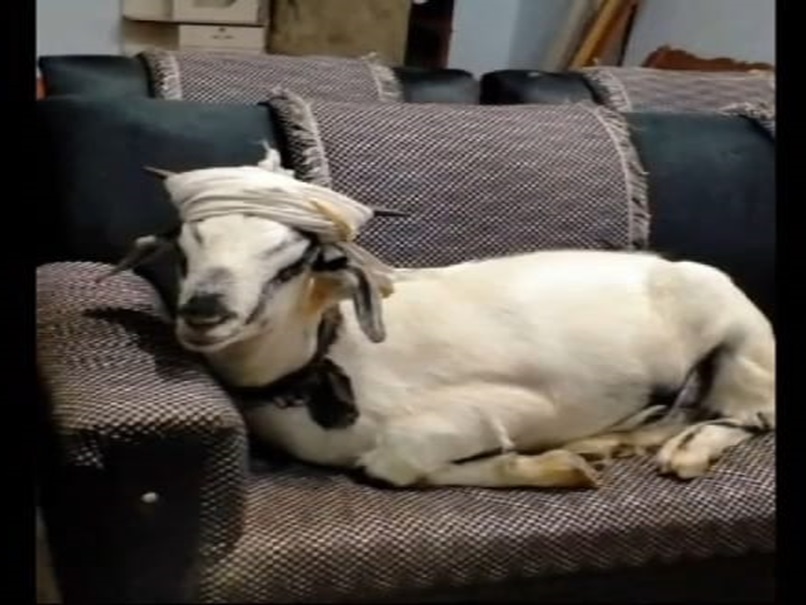 सरगुजा में BJP नेता के यहां से 120 किलो का VIP बकरा 'शेरु' चोरी, जांच के लिए पुलिस ने बनाई स्पेशल टीम