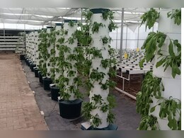 किसानों के लिए हाइड्रोपोनिक खेती है वरदान! बिना मिट्टी की खेती से अधिक मुनाफा