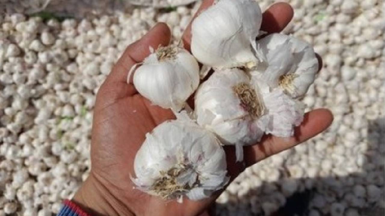 आखिर क्यों लगातार बढ़ रहे हैं लहसुन के दाम?