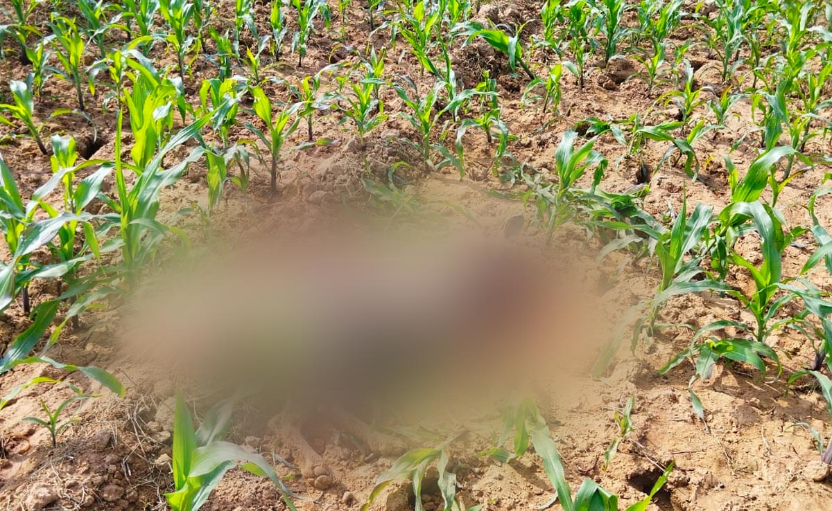 Kondagaon : सुहाग बचाने के लिए लकड़बग्घे से भिड़ गई महिला, जानिए- कैसे बचाई पति की जिंदगी