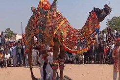 नागौर पशु मेला में ऊंटों ने दिखाया कमाल, विदेशी भी हो गए फैन नागौर पशु मेला में ऊंटों ने दिखाया कमाल, विदेशी भी हो गए फैन