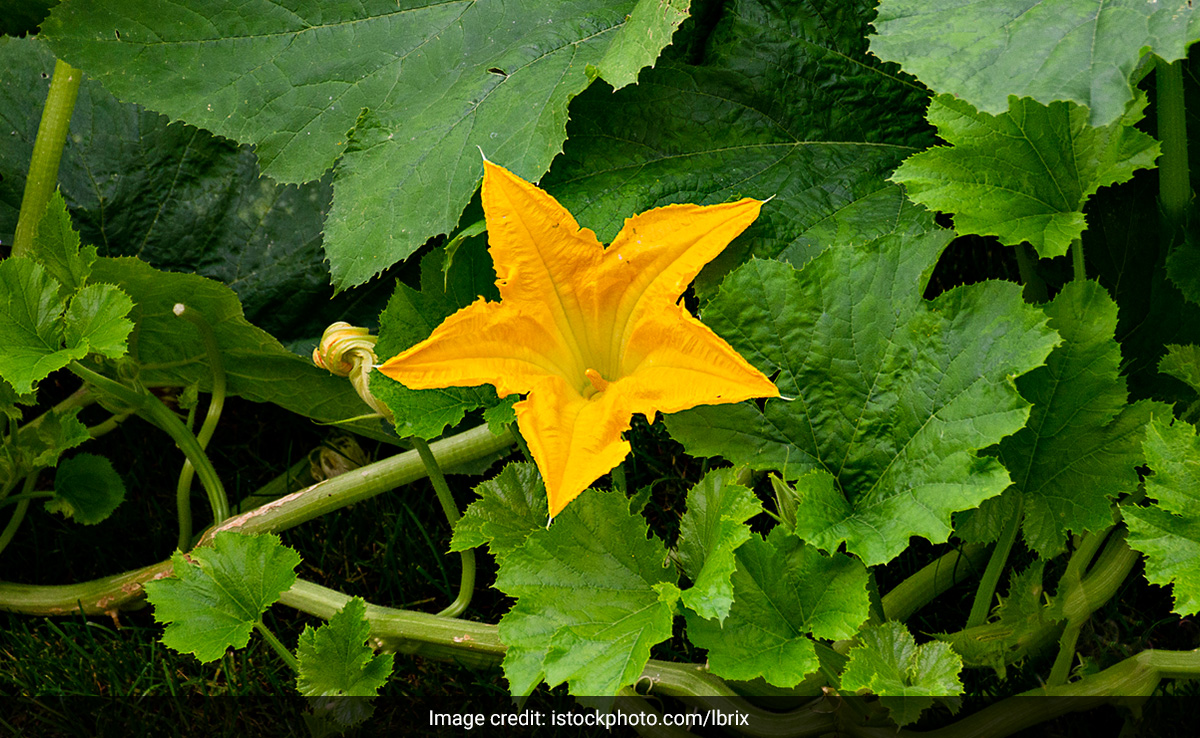 कद्ददू सब्जी के फूल में छिपे हैं सेहत के अनगिनत राज, फायदे जान कर लेंगे डाइट में शामिल