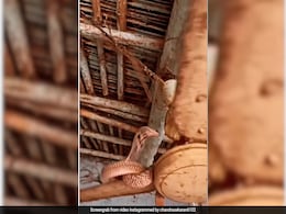 सीलिंग फैन पर बैठा था किंग कोबरा, जैसे ही लटका सांप तो घूमने लगा पंखा और फिर जो हुआ, देख खड़े हो जाएंगे रोंगटे सीलिंग फैन पर बैठा था किंग कोबरा, जैसे ही लटका सांप तो घूमने लगा पंखा और फिर जो हुआ, देख खड़े हो जाएंगे रोंगटे
