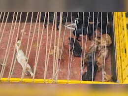 कुत्तों के आतंक से परेशान लोगों ने किया था चुनाव का बहिष्कार, अब कोर्ट के आदेश से एक घर से निकाले गए 22 कुत्ते कुत्तों के आतंक से परेशान लोगों ने किया था चुनाव का बहिष्कार, अब कोर्ट के आदेश से एक घर से निकाले गए 22 कुत्ते