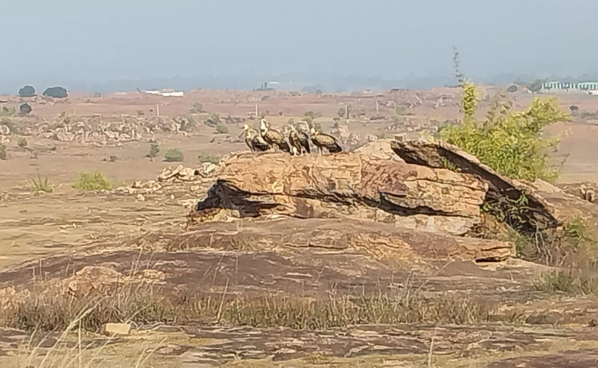 जटायु संरक्षण अभियान: रीवा में नजर आए कई प्रजातियों के 700 से ज्यादा गिद्ध, तीन साल में दोगुनी हुई संख्या