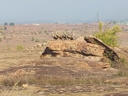 जटायु संरक्षण अभियान: रीवा में नजर आए कई प्रजातियों के 700 से ज्यादा गिद्ध, तीन साल में दोगुनी हुई संख्या जटायु संरक्षण अभियान: रीवा में नजर आए कई प्रजातियों के 700 से ज्यादा गिद्ध, तीन साल में दोगुनी हुई संख्या