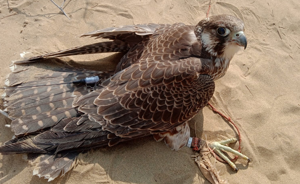 Jaisalmer: BSF ने एक बार फिर सरहद पर पकड़ा ट्रेंड शिकारी बाज, जांच में जुटीं सुरक्षा एजेंसिया