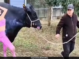 Painted Cow Becomes Viral Sensation In Valentine's Day Video Painted Cow Becomes Viral Sensation In Valentine's Day Video