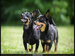 New Study Identifies Dog Breeds With The Longest Lifespans New Study Identifies Dog Breeds With The Longest Lifespans