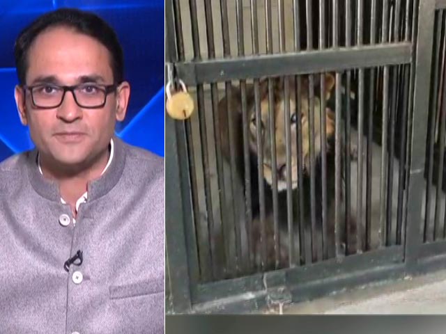 Man Enters Lion's Enclosure In Tirupati Zoo, Mauled To Death