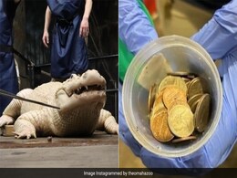 मगरमच्छ के पेट से निकले 70 सिक्के, डॉक्टरों ने बताई ये वजह, जान उड़ जाएंगे होश मगरमच्छ के पेट से निकले 70 सिक्के, डॉक्टरों ने बताई ये वजह, जान उड़ जाएंगे होश