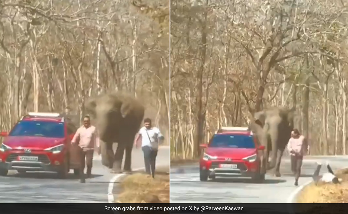 ''Don't Come Out...'': Forest Officer Warns Tourists After Elephant Chases 2 Men In Terrifying Video