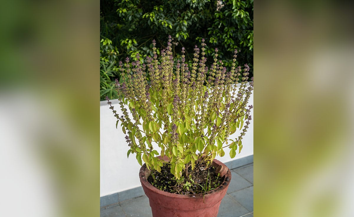 Latest and Breaking News on NDTV Latest and Breaking News on NDTV