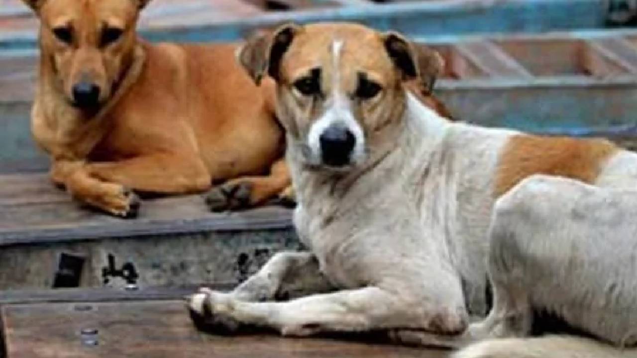 मध्य प्रदेश और छत्तीसगढ़ में आवारा कुत्तों का कहर, क्या कहते हैं एक्सपर्ट