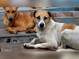 हत्या... CCTV फुटेज अन् अज्ञात मृतदेह; नवी मुंबईतील भटक्या कुत्र्यामुळे हत्येचा लागला शोध! हत्या... CCTV फुटेज अन् अज्ञात मृतदेह; नवी मुंबईतील भटक्या कुत्र्यामुळे हत्येचा लागला शोध!