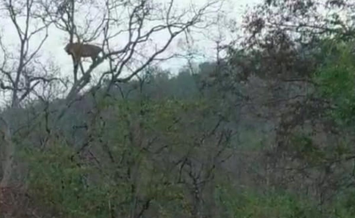 Panna Tiger Reserve Park: डर के मारे सरपट पेड़ पर चढ़ा तेंदुआ, बाघ को देखकर उड़े होश, देखें वीडियो