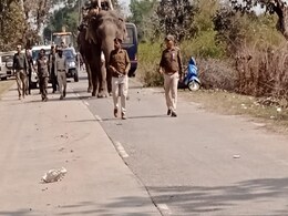 अनूपपुर में महीनों से आतंक मचा रहे त्रिदेव हाथी का रेस्क्यू, अब कान्हा टाइगर रिजर्व में दी जाएगी ट्रेनिंग अनूपपुर में महीनों से आतंक मचा रहे त्रिदेव हाथी का रेस्क्यू, अब कान्हा टाइगर रिजर्व में दी जाएगी ट्रेनिंग