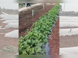 किसानों के लिए किया गया ऐसा इनोवेशन, समय से पहले होगी फसलों की पैदावार