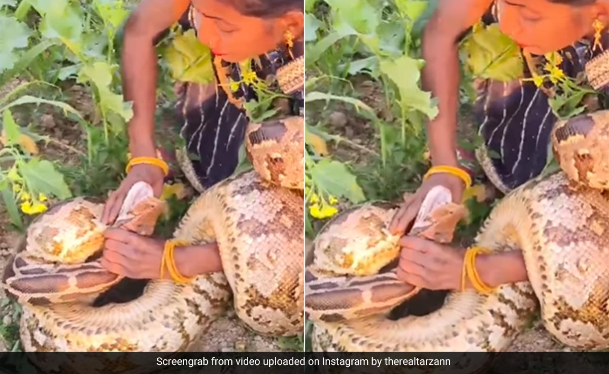 नंगे हाथों से महिला ने विशालकाय अजगर को पकड़ा, सांप के जबड़े को कसकर दबोचा, लेकिन फिर जो हुआ, देख हिल जाएंगे आप