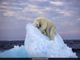 बर्फ के ढेर पर सो रहे Polar Bear की तस्वीर देख भावुक हो रहे लोग, फोटो के लिए फोटोग्राफर को मिला सबसे बड़ा अवॉर्ड बर्फ के ढेर पर सो रहे Polar Bear की तस्वीर देख भावुक हो रहे लोग, फोटो के लिए फोटोग्राफर को मिला सबसे बड़ा अवॉर्ड