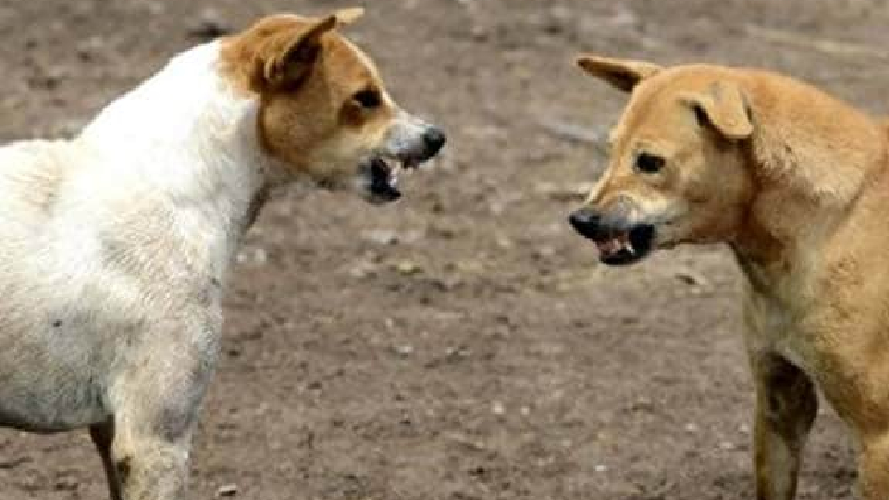 ग्वालियर में आवारा कुत्तों का आंतक, एक साल में 80 हजार लोग शिकार