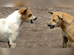 खजुराहो में कुत्ते नोंच रहे थे नवजात शिशु का शव , शरीर का आधा अंग भी गायब, पुलिस जांच में जुटी&nbsp;