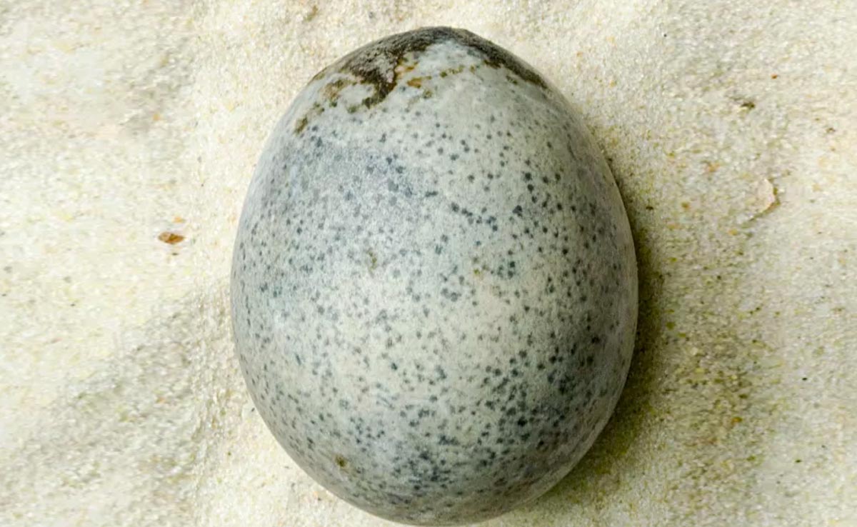 1700-Year-Old Chicken Egg With Liquid Inside Discovered In England