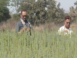 कम लागत में मिलेगा अधिक मुनाफा! परंपरागत तरीके छोड़ खेती में नए प्रयोग कर रहे किसान कम लागत में मिलेगा अधिक मुनाफा! परंपरागत तरीके छोड़ खेती में नए प्रयोग कर रहे किसान