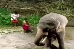 2 Caretakers Suspended For Allegedly Torturing Elephants In Kerala 2 Caretakers Suspended For Allegedly Torturing Elephants In Kerala