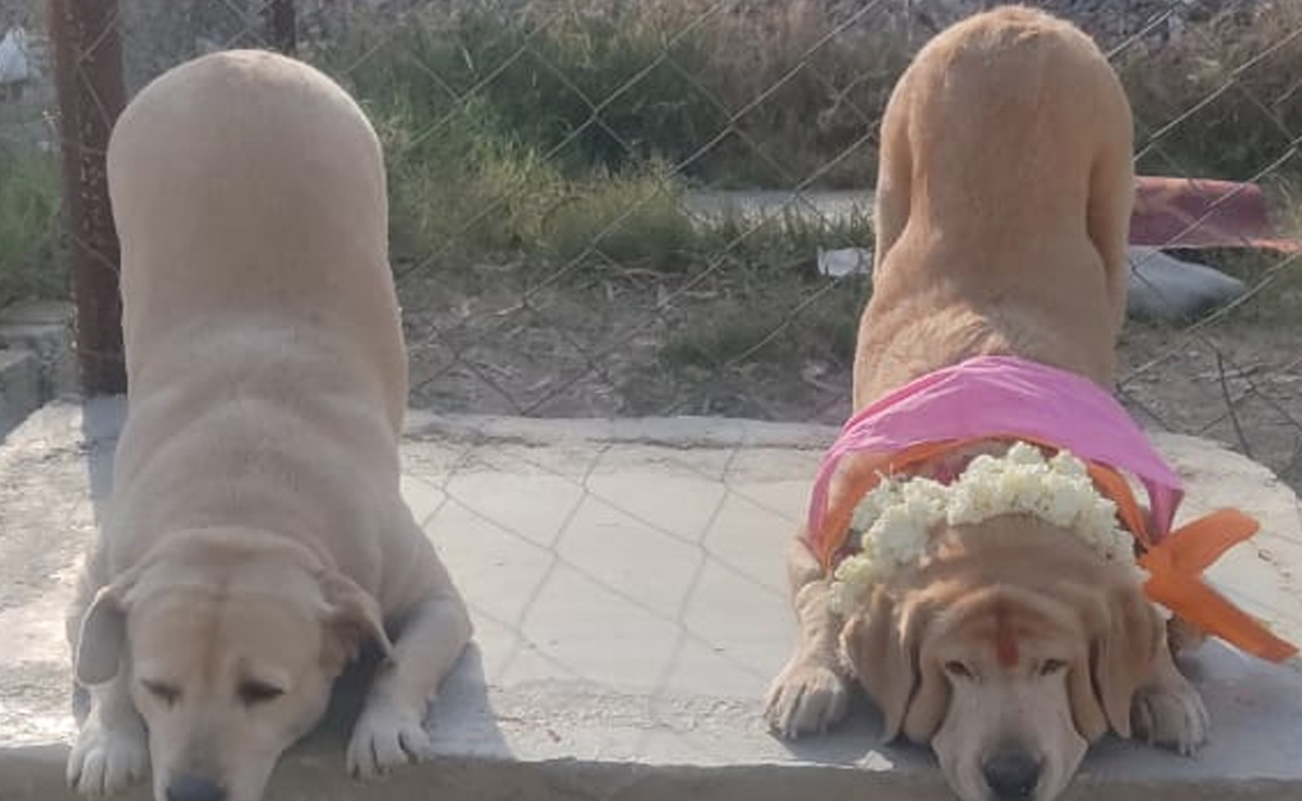 Rajasthan Transfer: राजस्थान के पुलिस महकमे में ताबड़तोड़ ताबदलों के बीच 'मैरी' के ट्रांसफर की चर्चा क्यों?