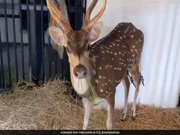 Watch: Chennai Doctors Help Spotted Deer, With A Fracture Leg, Walk Again Watch: Chennai Doctors Help Spotted Deer, With A Fracture Leg, Walk Again