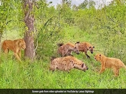 भूखे लकड़बग्घों ने शावक को घेर लिया, बच्चे को बचाने के लिए शेरनी ने शिकारियों को ऐसे दिया चकमा, बीच में कूदी और फिर... भूखे लकड़बग्घों ने शावक को घेर लिया, बच्चे को बचाने के लिए शेरनी ने शिकारियों को ऐसे दिया चकमा, बीच में कूदी और फिर...