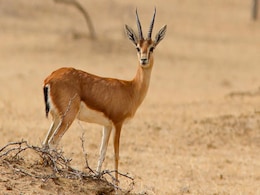 चिंकारा हिरण के शिकार में कहीं वन अधिकारी तो शामिल नहीं? जांच के लिए हुआ SIT का गठन चिंकारा हिरण के शिकार में कहीं वन अधिकारी तो शामिल नहीं? जांच के लिए हुआ SIT का गठन