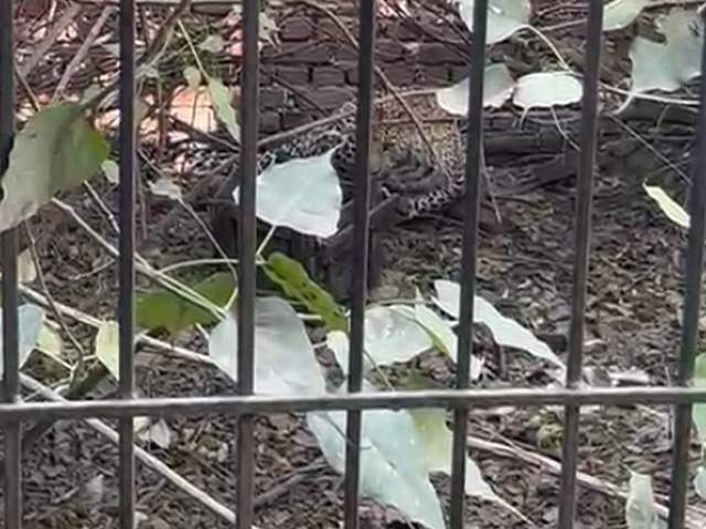 Leopard On Loose In Faridabad, Rescue Team Deployed