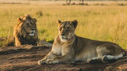"Why Name Them Akbar, Sita?": High Court Asks Bengal To Rename Lions