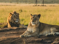 Lioness Spotted In Central Africa National Park For First Time In 6 Years: Report