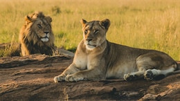 Lioness Spotted In Central Africa National Park For First Time In 6 Years: Report