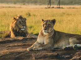 Lioness Spotted In Central Africa National Park For First Time In 6 Years: Report Lioness Spotted In Central Africa National Park For First Time In 6 Years: Report