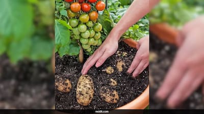 Pomato": Farmer's New Technique Of Growing Potatoes And Tomatoes On One  Plant Is Viral