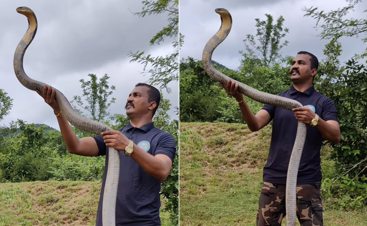 किंग कोबरा को सिर पर उठाने लगा शख्स, अगले ही पल जो हुआ उसे देख कांप उठेगी रूह