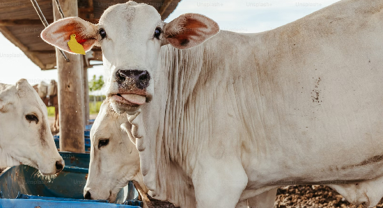 Astrology News: हर दिन गाय को खिलाएं पहली रोटी, पंडित जी से जानिए क्या होंते हैं इसके लाभ