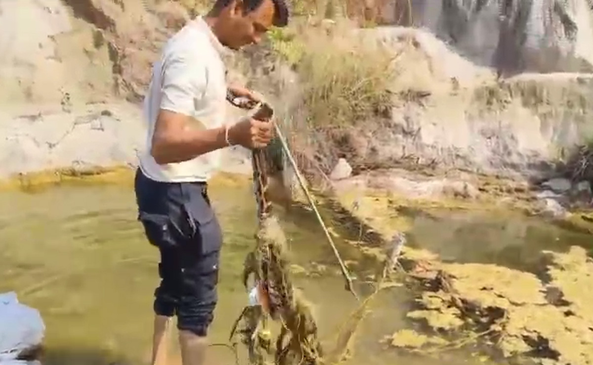 मछली खाने के चक्कर में जाल में फंस गया 6 फीट लंबा अजगर, इसके बाद जो हुआ...