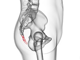 Humans lost Their Tails 25 Million Years Ago. Scientists Figure Out Why Humans lost Their Tails 25 Million Years Ago. Scientists Figure Out Why