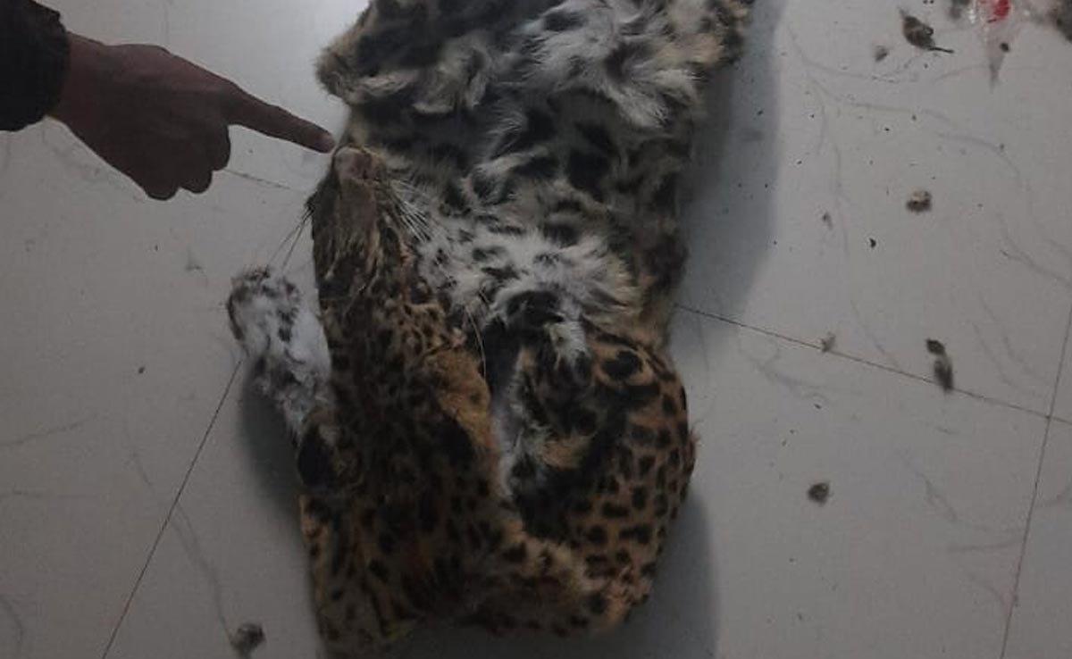 Gariaband: तेंदुए की खाल के साथ तीन गिरफ्तार, 3 जिलों की टीम ने मिलकर ऐसे कसा शिकंजा