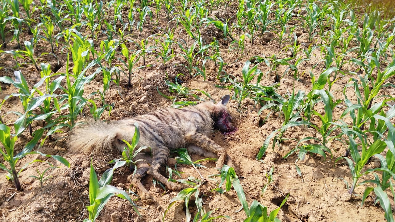 Woman Fights Of Hyenas, Saves Husband From Attack In Chhattisgarh