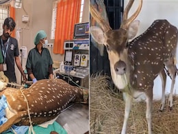 डॉक्टर्स ने पेश की इंसानियत की मिसाल, हिरण को दी नई जिंदगी, IAS की पोस्ट हुई वायरल डॉक्टर्स ने पेश की इंसानियत की मिसाल, हिरण को दी नई जिंदगी, IAS की पोस्ट हुई वायरल