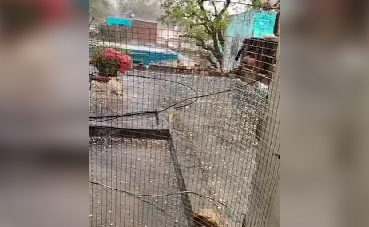 Madhya Pradesh Weather: मुरैना में पड़ी मौसम की मार, ओलावृष्टि ने बढ़ाई किसानों की मुसीबत