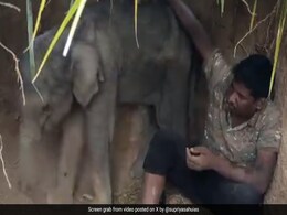 एक हाथी के बच्चे की दिल दहला देने वाली कहानी, ज़िंदगी की जंग हार गई जिसकी मां, जानें क्या है पूरा किस्सा एक हाथी के बच्चे की दिल दहला देने वाली कहानी, ज़िंदगी की जंग हार गई जिसकी मां, जानें क्या है पूरा किस्सा