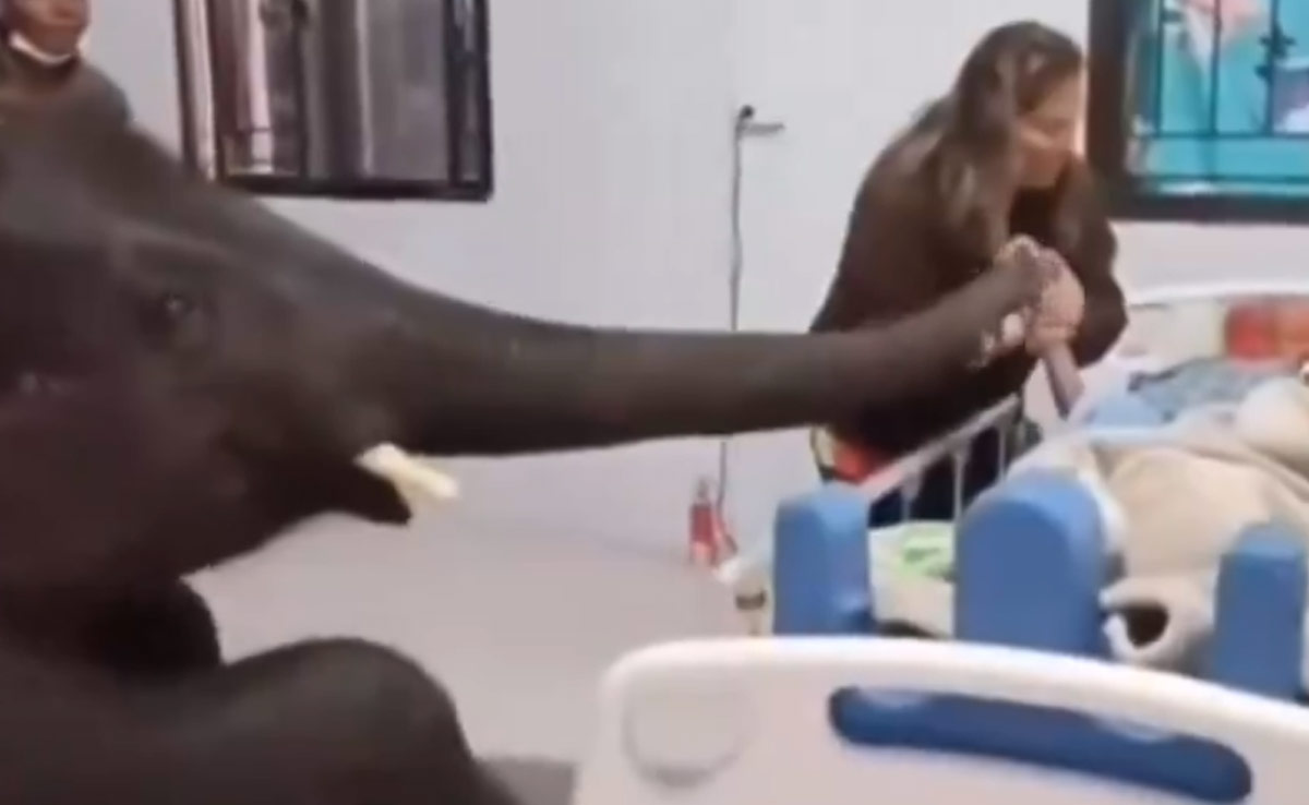 अपने बीमार केयरटेकर से मिलने अस्पताल पहुंचा हाथी, घुटनों के बल बैठकर इस तरह जताया प्यार, इमोशनल कर देगा VIDEO